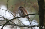 Dwerguil (Glaucidium passerinum)