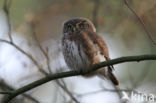 Eurasian Pygmy-Owl (Glaucidium passerinum)