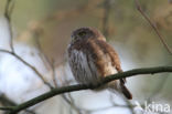 Eurasian Pygmy-Owl (Glaucidium passerinum)