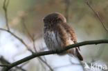 Eurasian Pygmy-Owl (Glaucidium passerinum)