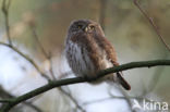 Eurasian Pygmy-Owl (Glaucidium passerinum)