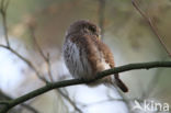 Eurasian Pygmy-Owl (Glaucidium passerinum)