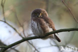 Dwerguil (Glaucidium passerinum)