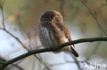 Eurasian Pygmy-Owl (Glaucidium passerinum)