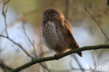 Eurasian Pygmy-Owl (Glaucidium passerinum)