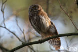 Eurasian Pygmy-Owl (Glaucidium passerinum)