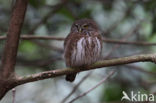 Eurasian Pygmy-Owl (Glaucidium passerinum)