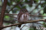 Eurasian Pygmy-Owl (Glaucidium passerinum)