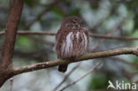 Eurasian Pygmy-Owl (Glaucidium passerinum)