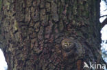 Eurasian Pygmy-Owl (Glaucidium passerinum)