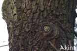 Eurasian Pygmy-Owl (Glaucidium passerinum)