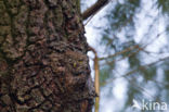 Eurasian Pygmy-Owl (Glaucidium passerinum)