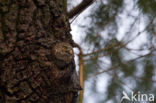 Eurasian Pygmy-Owl (Glaucidium passerinum)