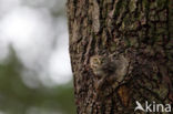 Eurasian Pygmy-Owl (Glaucidium passerinum)