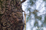 Eurasian Pygmy-Owl (Glaucidium passerinum)