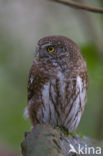 Eurasian Pygmy-Owl (Glaucidium passerinum)