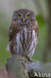 Eurasian Pygmy-Owl (Glaucidium passerinum)