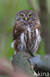 Eurasian Pygmy-Owl (Glaucidium passerinum)