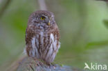 Eurasian Pygmy-Owl (Glaucidium passerinum)