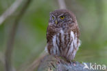 Eurasian Pygmy-Owl (Glaucidium passerinum)