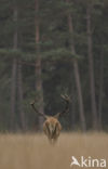 Red Deer (Cervus elaphus)