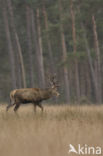 Red Deer (Cervus elaphus)