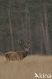 Red Deer (Cervus elaphus)