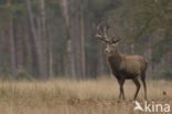 Red Deer (Cervus elaphus)