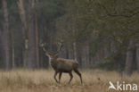 Red Deer (Cervus elaphus)