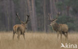 Red Deer (Cervus elaphus)