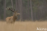 Red Deer (Cervus elaphus)