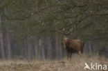 Red Deer (Cervus elaphus)