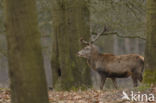 Red Deer (Cervus elaphus)