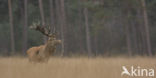 Red Deer (Cervus elaphus)