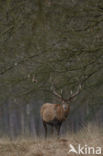 Red Deer (Cervus elaphus)