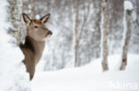 Red Deer (Cervus elaphus)