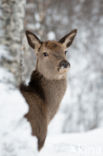 Red Deer (Cervus elaphus)