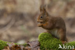 Red Squirrel (Sciurus vulgaris)