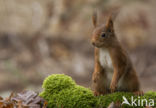 Red Squirrel (Sciurus vulgaris)