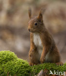 Red Squirrel (Sciurus vulgaris)