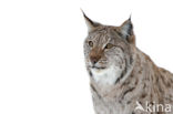 Eurasian Lynx (Lynx lynx)