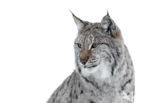 Eurasian Lynx (Lynx lynx)