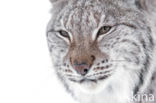 Eurasian Lynx (Lynx lynx)