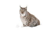 Eurasian Lynx (Lynx lynx)