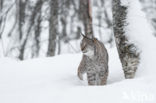 Eurasian Lynx (Lynx lynx)