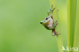 Europese boomkikker (Hyla arborea)