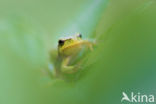 Europese boomkikker (Hyla arborea)