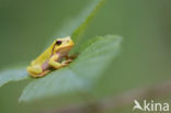 Europese boomkikker (Hyla arborea)