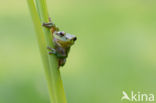 European Tree Frog (Hyla arborea)