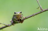 Europese boomkikker (Hyla arborea)